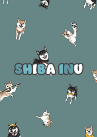 shibainu3 / cadet blue