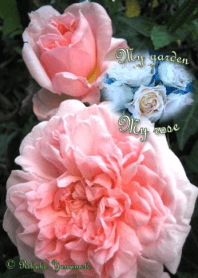 My garden, My rose_Masako Eglantine_2