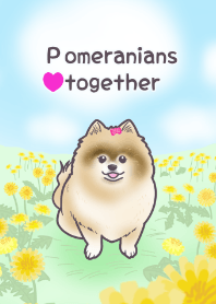 Pomeranian lucu