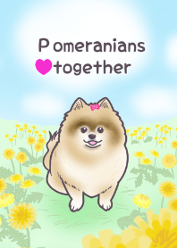 蓬鬆博美犬