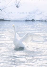 Winter Photo #16-7 Not AI