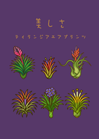 我養的空氣鳳梨開花期(深紫色)