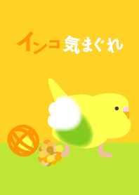 インコ気まぐれ 黄春