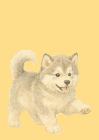 Alaskan Malamute puppy b & y