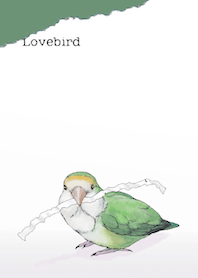 Peace of the lovebird