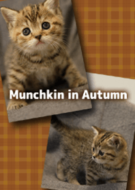 Munchkin in Autumn