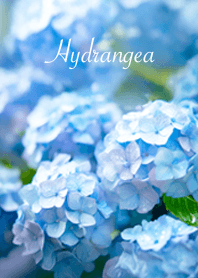 Rainy  hydrangea