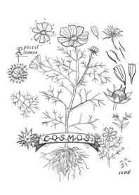 The Plant picture book