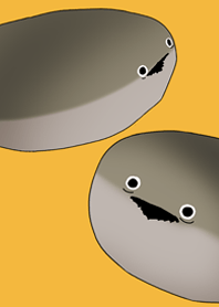 The dazed Sakaban turtle(yellow)