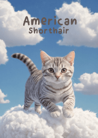 American Shorthair on The Sky Theme