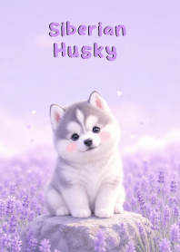 Lovely Siberian Husky In Lavender