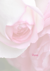 Rose Theme 19
