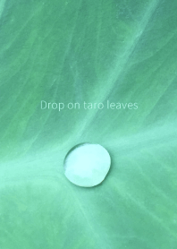 Drop on taro leaves