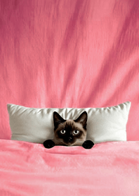 Fun playful cat blanket-Siamese cat3L