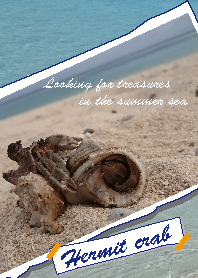 夏の海辺とヤドカリ