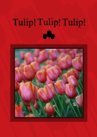 Tulip! Tulip! Tulip!