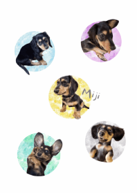 Miji doggy(黑四目臘腸狗)