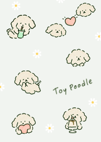 green Milk Tea Toy Poodle 03_2