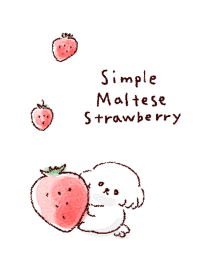 simple maltese strawberry white blue