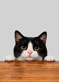 Tuxedo Cat | Elegant Simple Gray#2