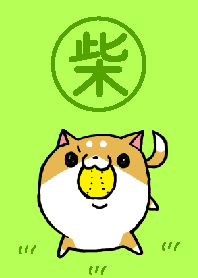 柴犬きえかせ