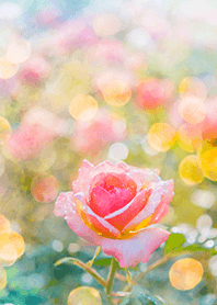 Beautiful rose flower(R2467)