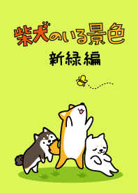 柴犬のいる景色～新緑編～