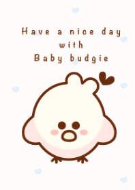 Little budgie 22