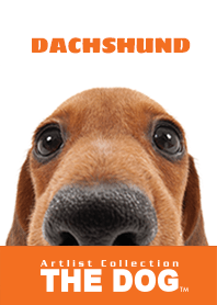 THE DOG ダックスフンド 2
