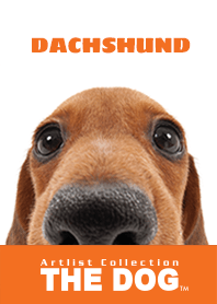 THE DOG Dachshund 2