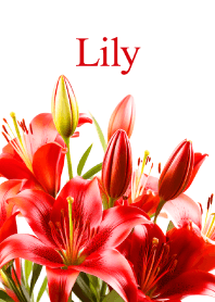 "Lily vol.8" theme