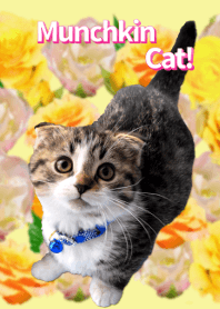 子猫マンチカン「短足だってイイじゃん！」