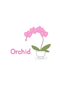 Orchid