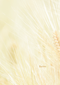 Barley Theme ver.Japan
