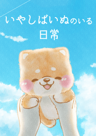 Daily life with Iyashibainu