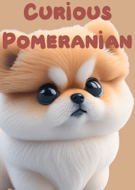Curious Pomeranian