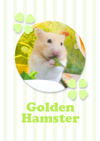 Golden Hamster1