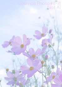 秋桜 Photo #8-18Not AI