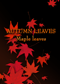 AUTUMN LEAVES Maple leaves