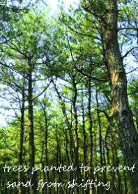 trees planted to prevent sand
