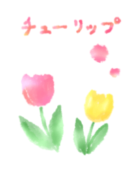 suisai tulip