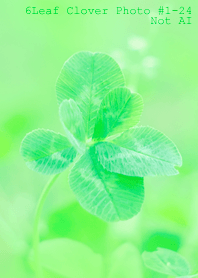 6leaf Clover Photo#1-24Not AI