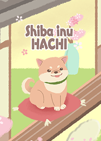 Shiba inu HACHI & SAKURA3