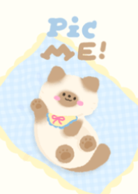 Pic a Cat