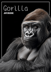 Gorilla Black2