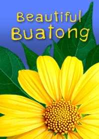 Beautiful Buatong blossom in my garden.