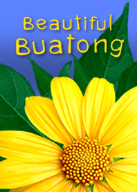 ดอกบัวตองในสวนบ้านฉัน