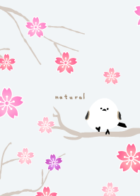 Long-tailed Tit cherry blossoms26 Japan