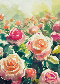 Beautiful rose flower(R4226)