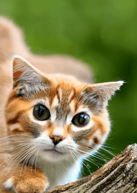 nyanko great runaway#mlgas219